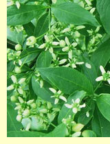 Бересклет бородавчатый (Euonymus verrucosus) Бересклет бородавчатый (Euonymus verrucosus)